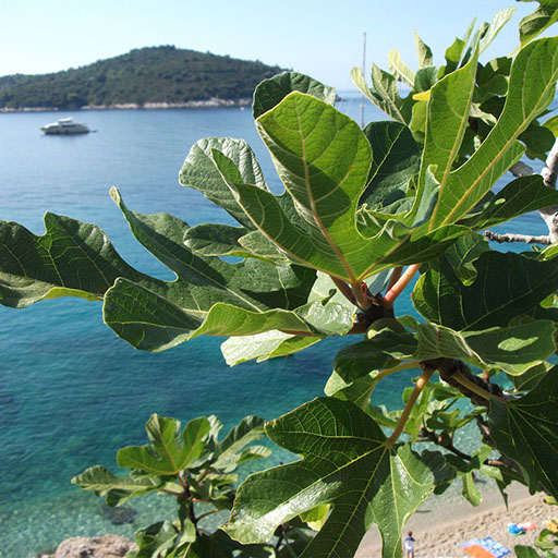 Detaljni plan uređenja