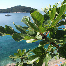 Detaljni plan uređenja