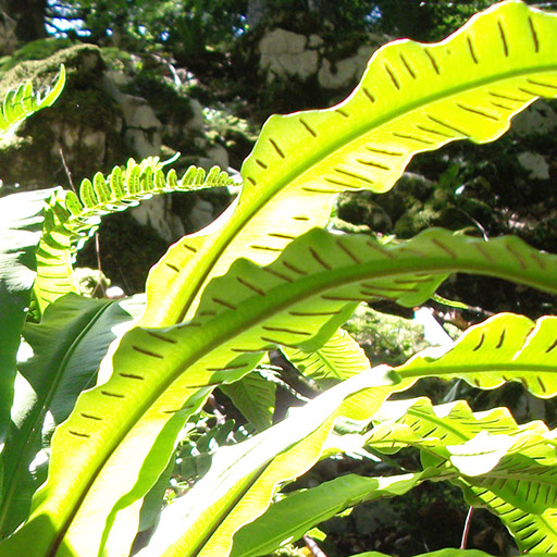 Detaljni plan uređenja