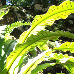 Detaljni plan uređenja